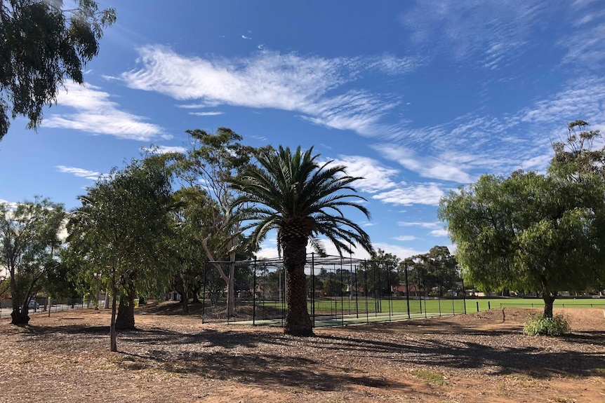 A park with palm trees