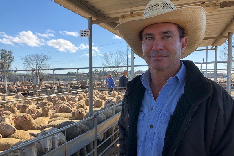 A man stands in front of a pen of lambs in a saleyard