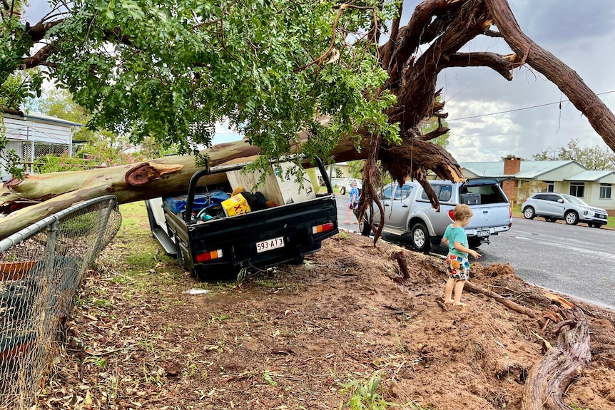 A large tree on a truck in Charleville.