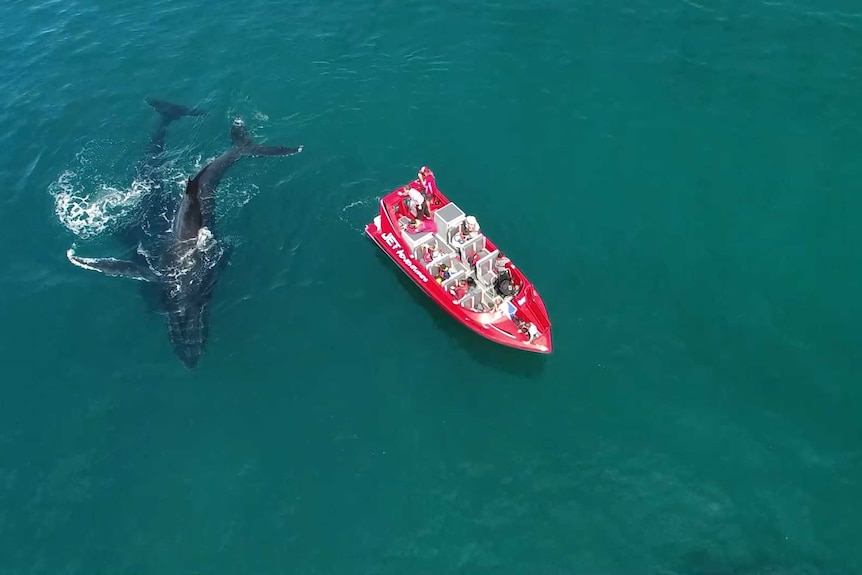 Two whales along side a jet boat in greeny-blue waters.