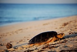 A hawksbill turtle emerges from the water onto a beach