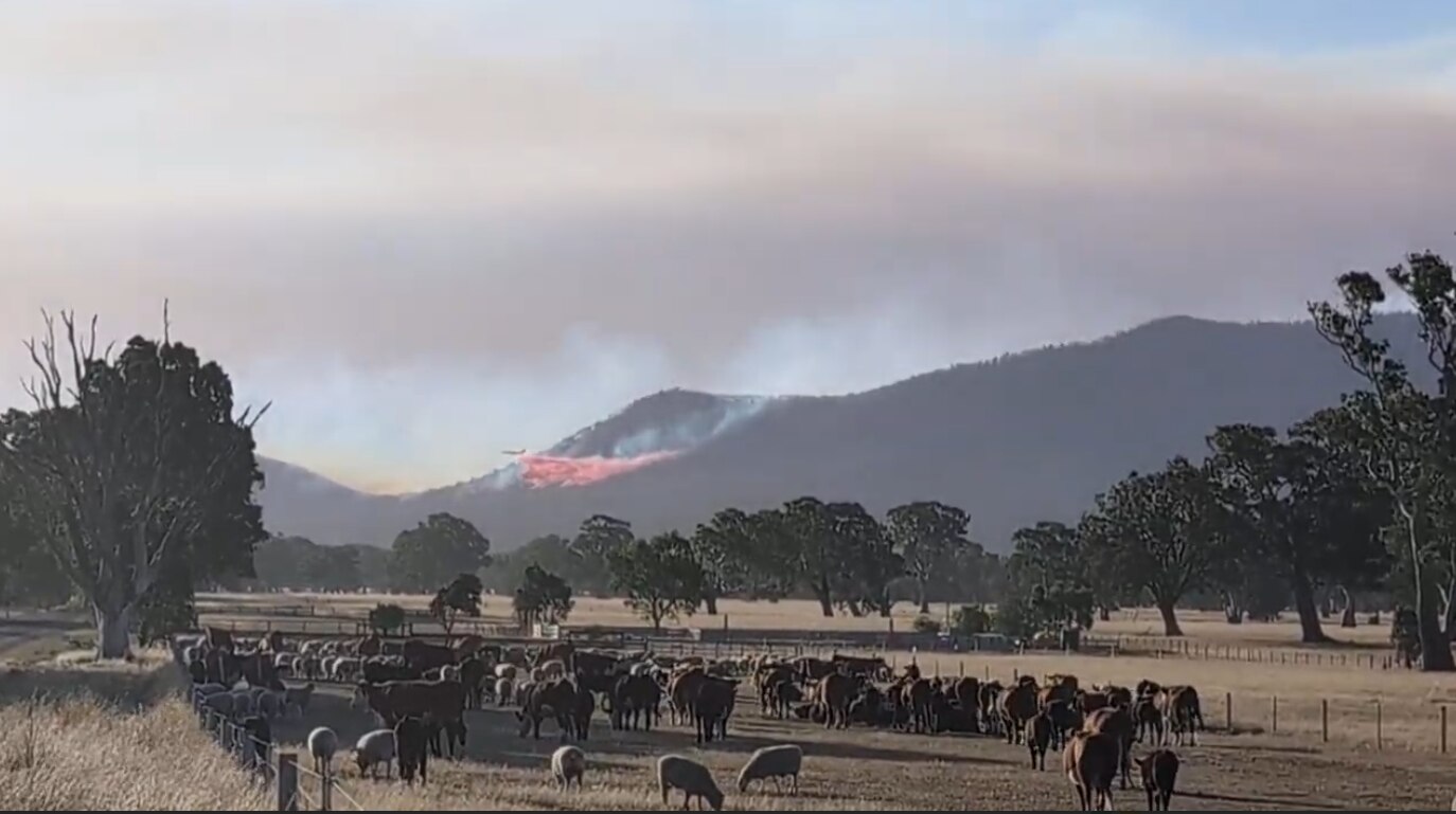 Sheep and cows graze on a dusty paddock as a large plane drops red fire retardant on a hill behind them.