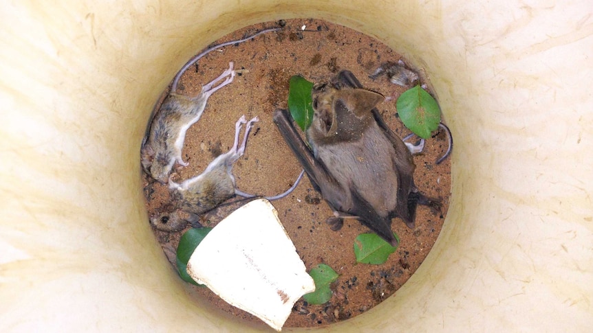 At the bottom of a bucket, a sad and tired looking ghost bat is surrounded by mouse bits. The mouse bits are dead.