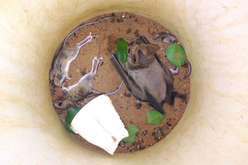 Ghost bat mouse massacre