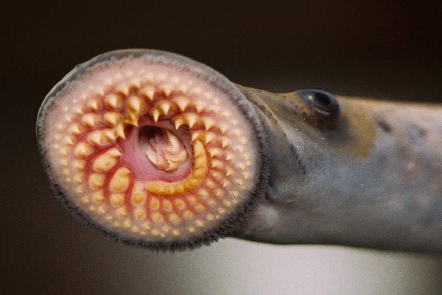 A lamprey with its mouth open with rows and rows of teeth