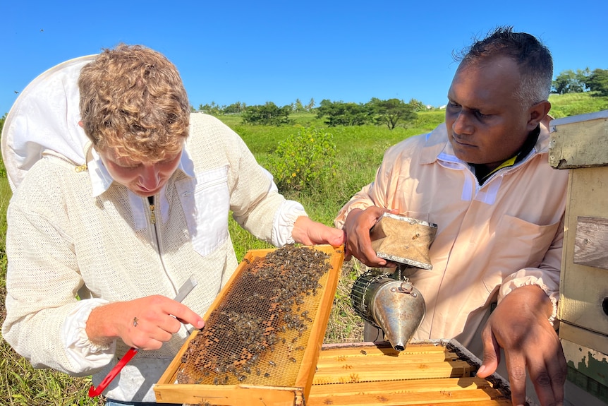 Bee researchers looking at bee hive