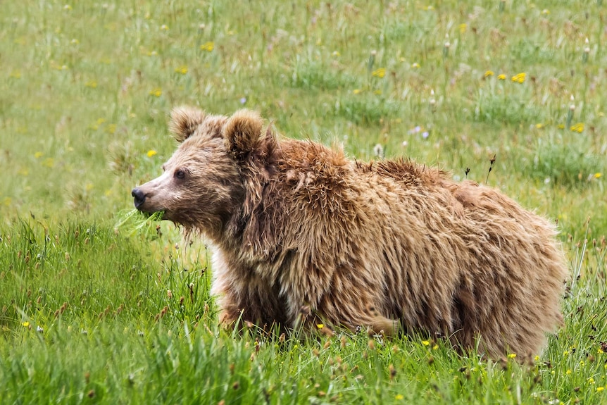 Himalayan brown bear.