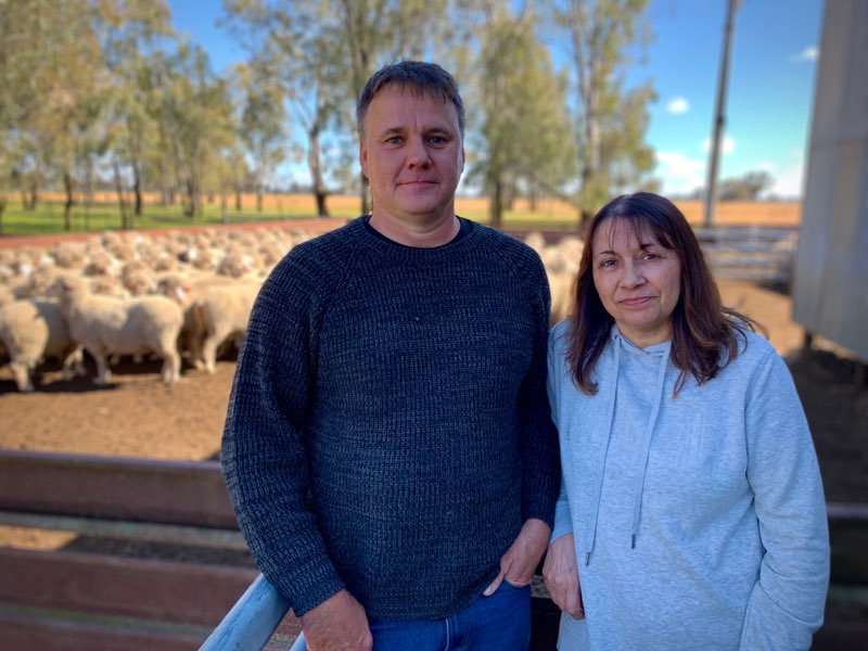 Mass exodus threatened as shearers seek to escape Victorian COVID19
