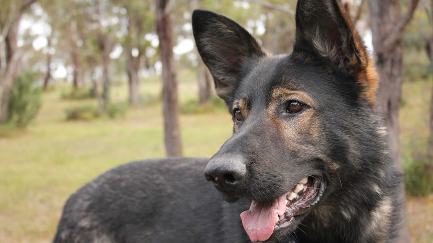Tasmanian Working Line German Shepherd Breeder Supplies Dogs To Victoria Police Abc News