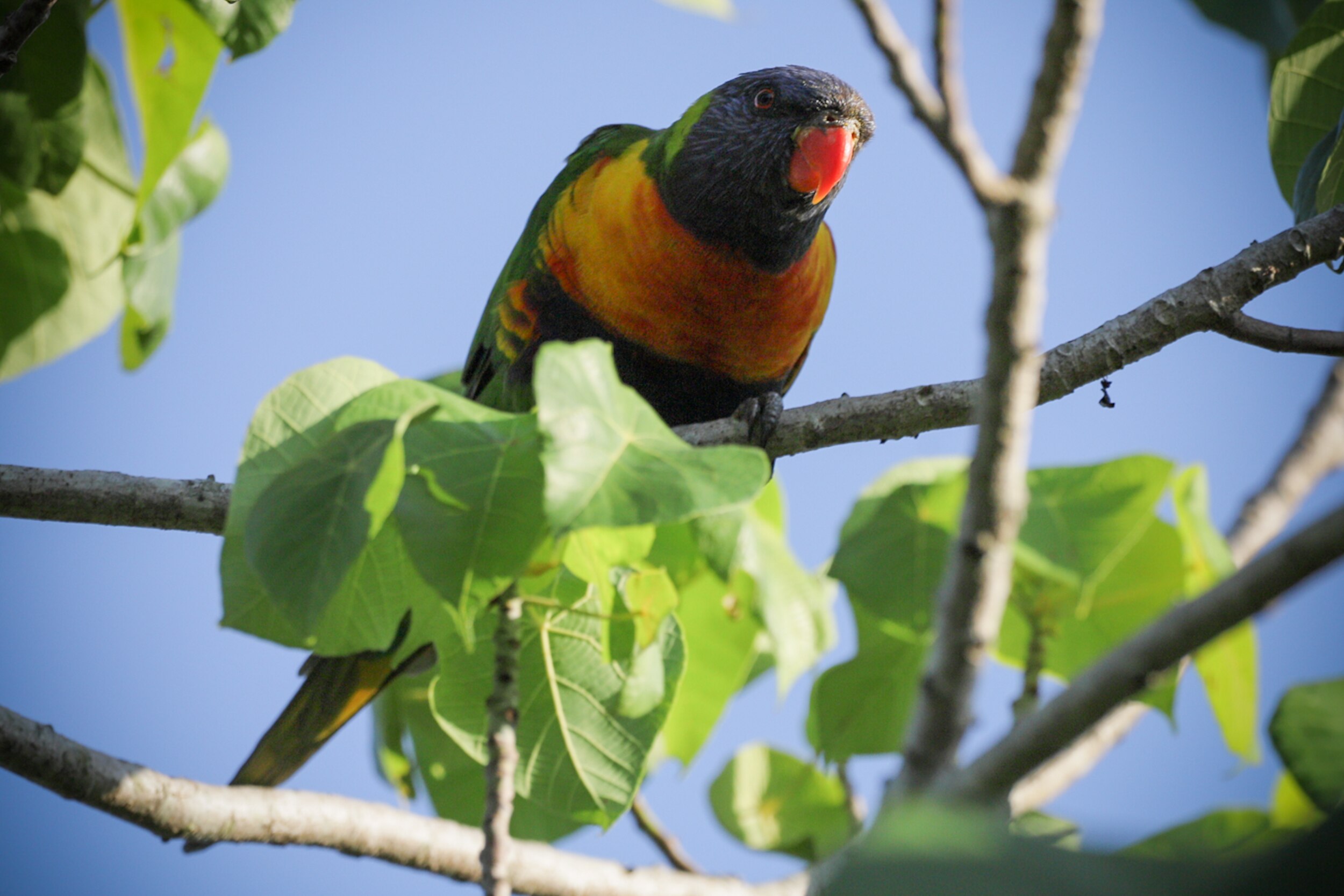 A lorikeet on a branch in a tree.