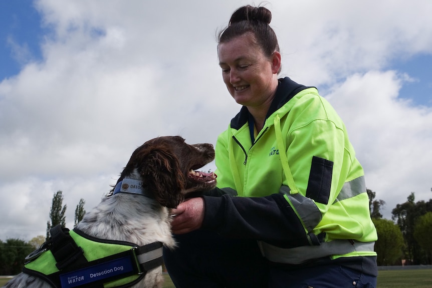 Dog in high vis gets a pat from handler.