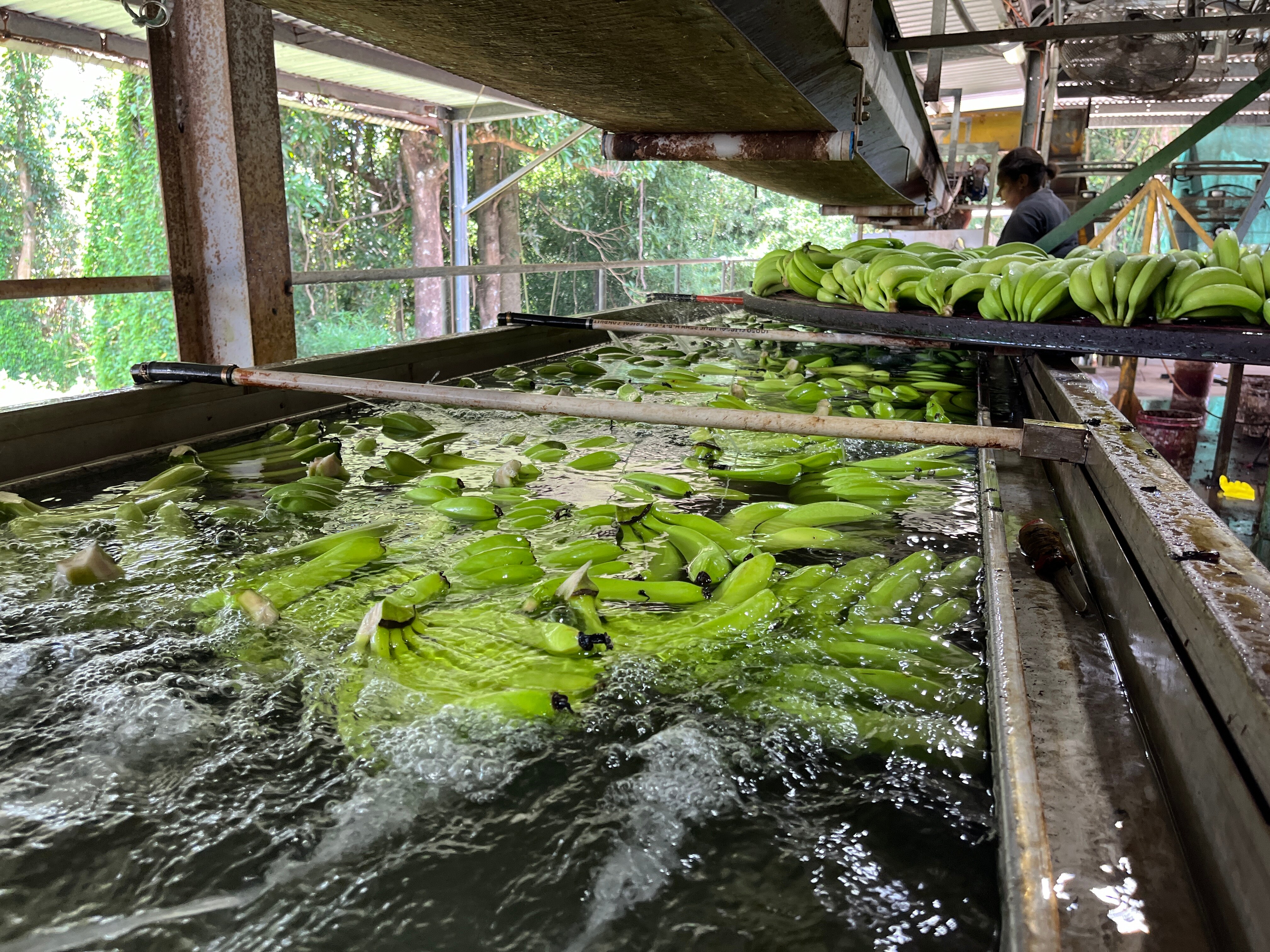 Green banana bunches float in a water bath in a packing shed