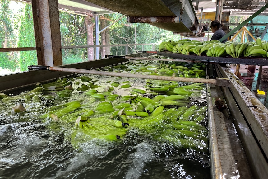 Green banana bunches float in a water bath in a packing shed
