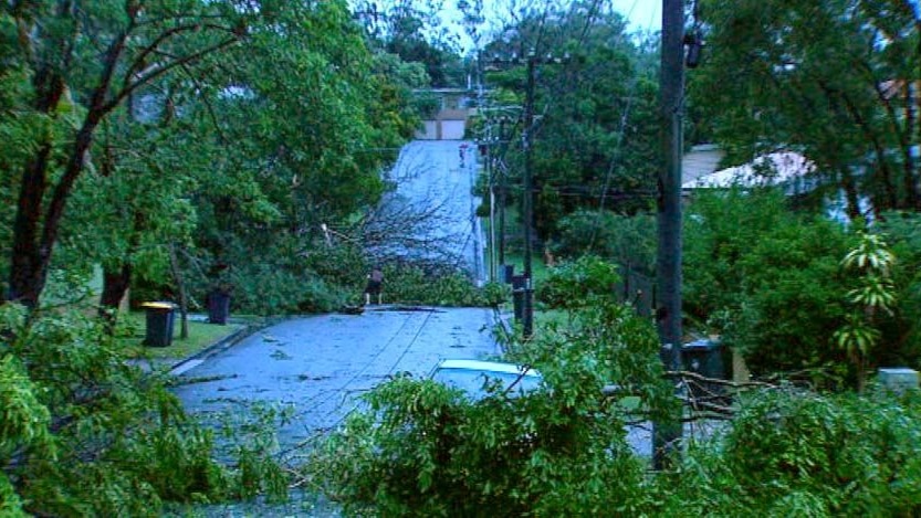 TV still of Brisbane street with felled trees and debris after a wild storm.