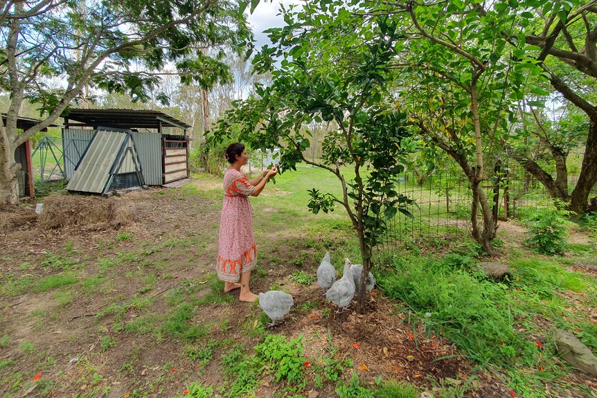 A woman picks fruit from a tree with grey chickens at its base