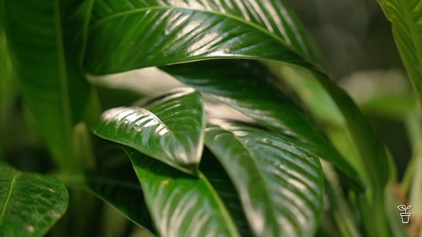 Large glossy green leaf of an indoor plant.