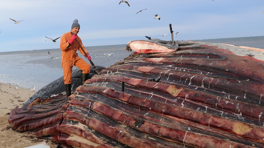 man in orange overalls and red gloves standing on a decomposing humpback whale with red ridged flesh