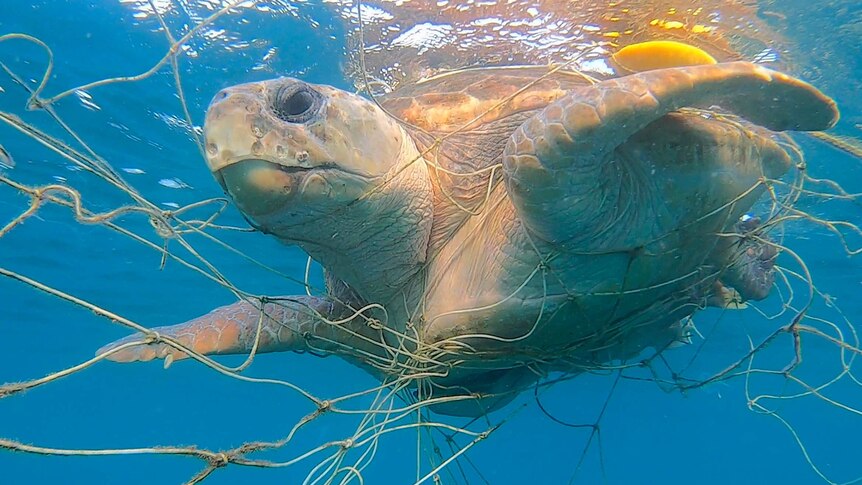Loggerhead turtle caught in shark nets