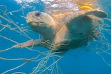 Loggerhead turtle caught in shark nets
