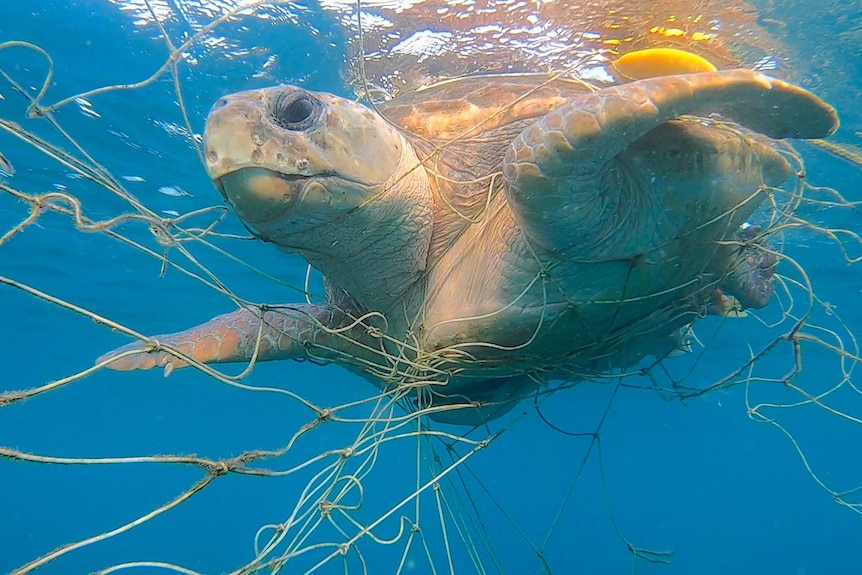 Loggerhead turtle caught in shark nets