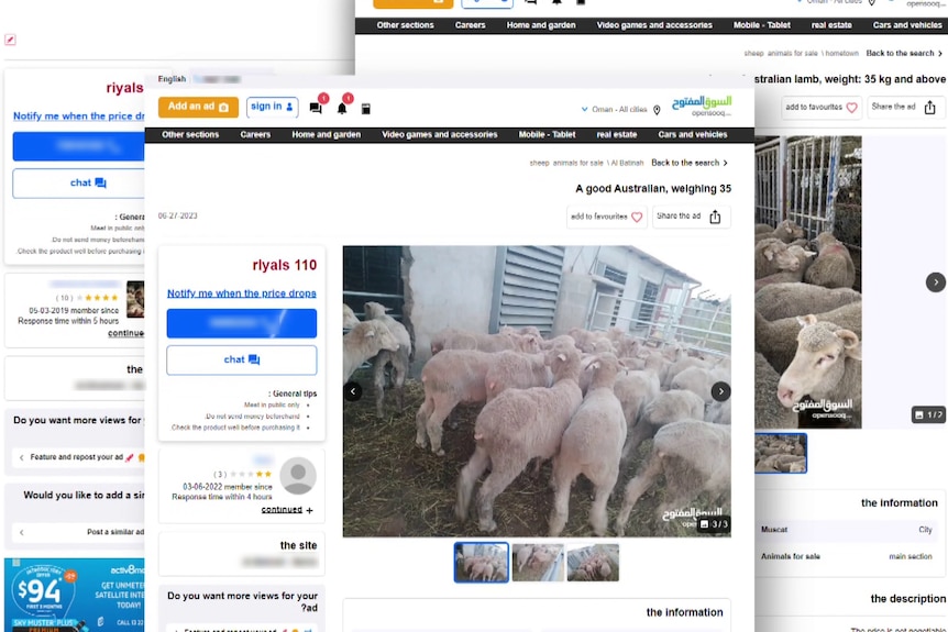 Advertisements of Australian sheep on an online marketplace OpenSooq.