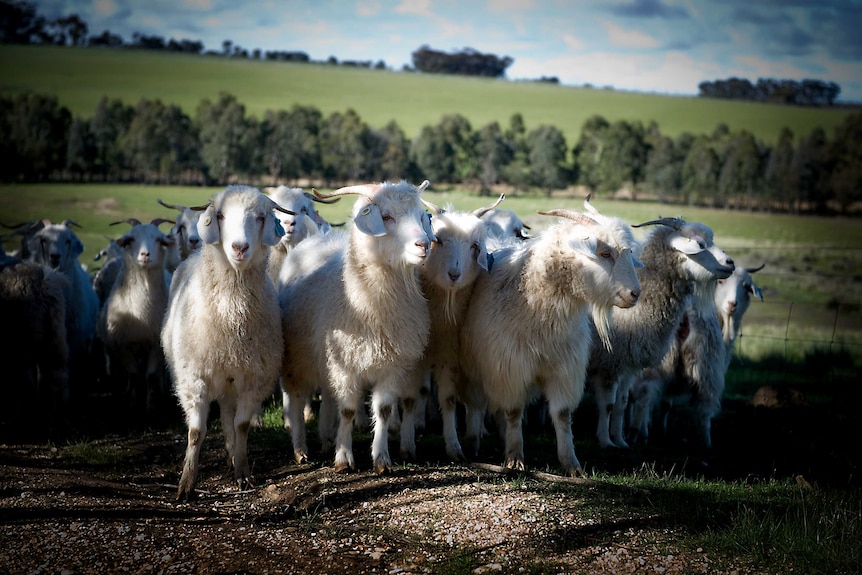 A mob of white cashmere does on Trish Esson's property.