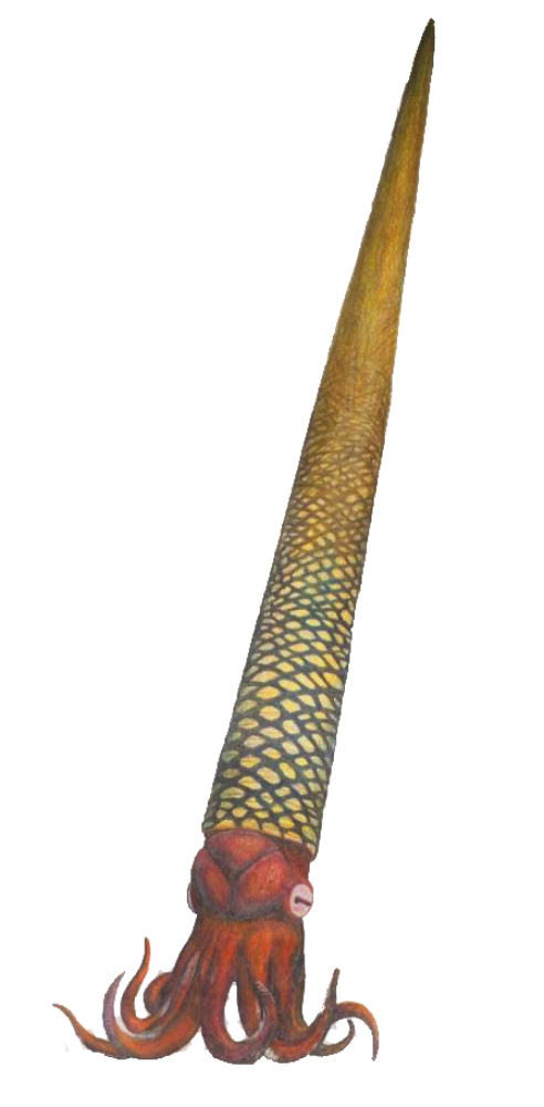 a coloured pencil sketch of a long pointed shell with a red squid like creature with tentacles. 