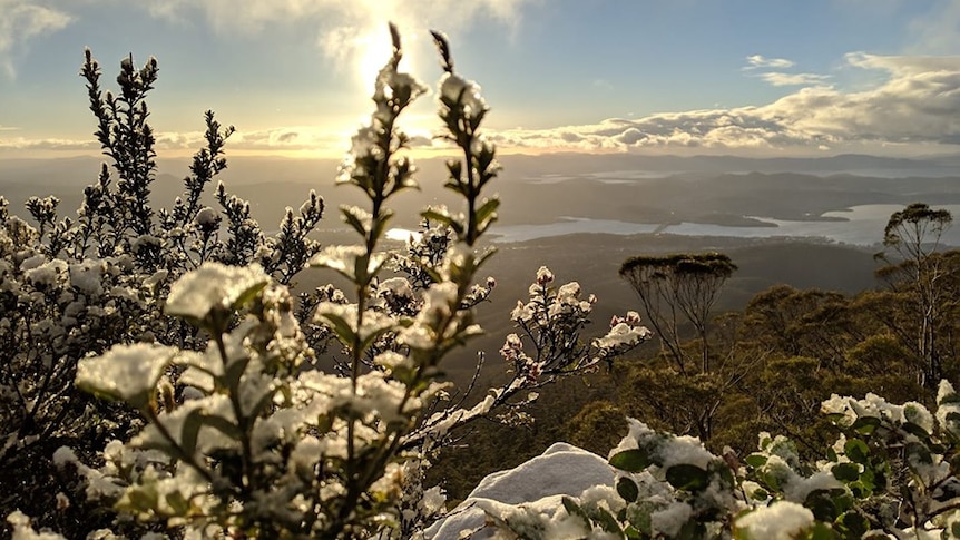 amazing picture of snow covered branches in the foreground and a body of water in the valley behind.