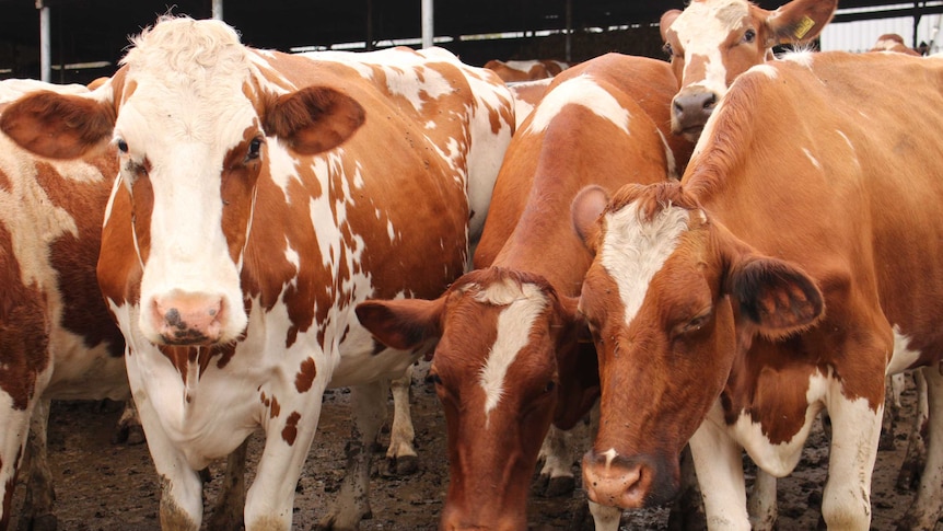 Cows standing next to each other. Brown and white hides. Looking at camera.