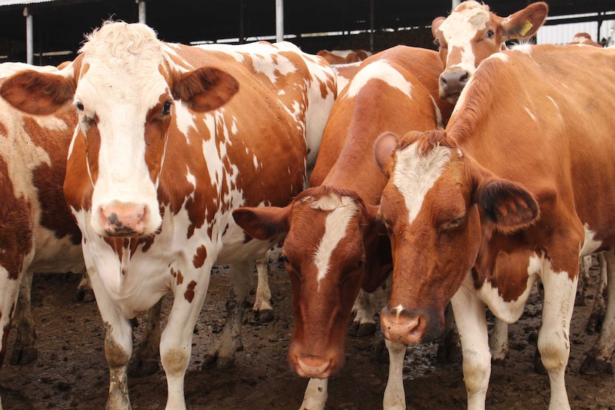 Cows standing next to each other. Brown and white hides. Looking at camera.