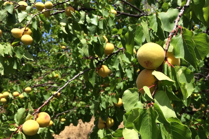 Apricots on trees