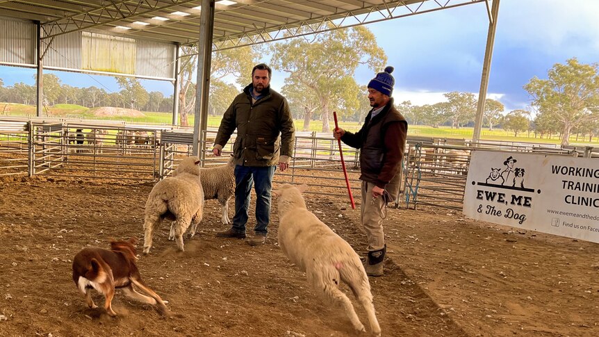 A man in a coat and beanie stands in a dirt pen instructing a kelpie herding three sheep.