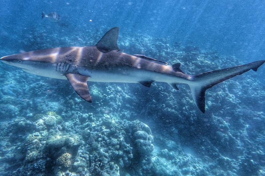 Reef shark swims in the ocean.