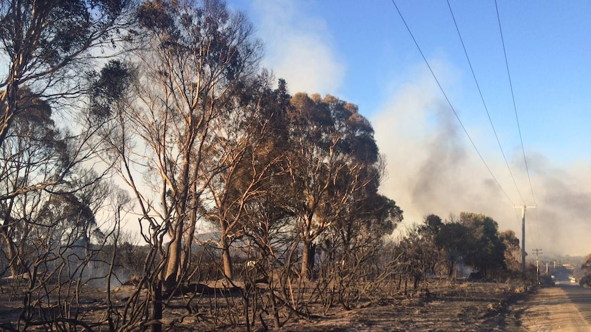 Burnt trees on Mount George Road