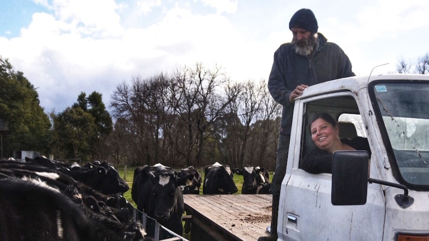 Dirk feeds cattle off the back of a ute with Sue behind the wheel.