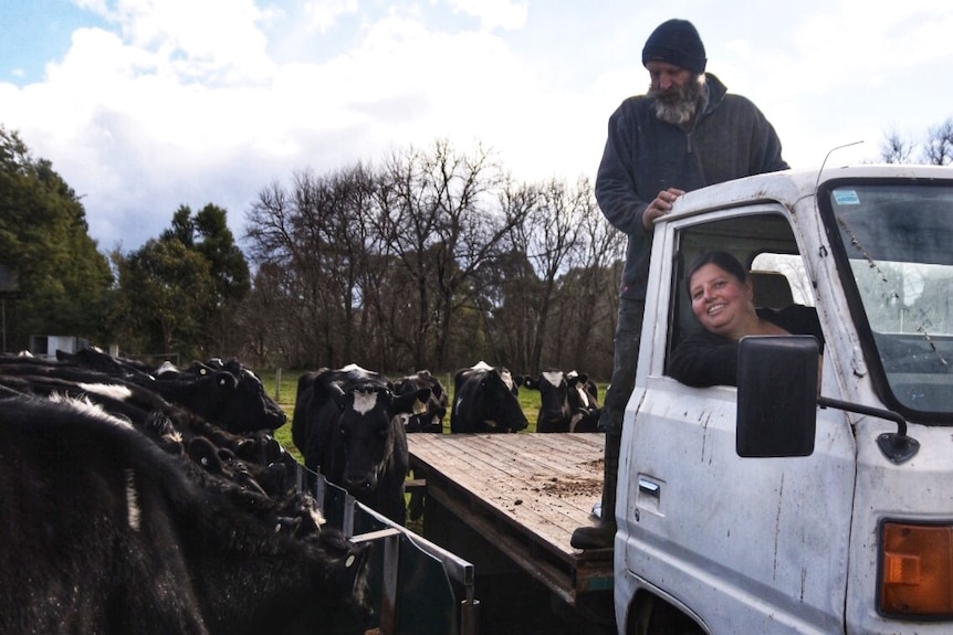 Dirk feeds cattle off the back of a ute with Sue behind the wheel.