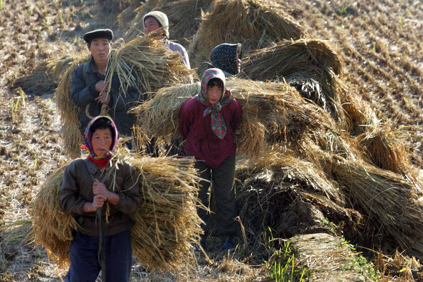 North Korea: labour fields
