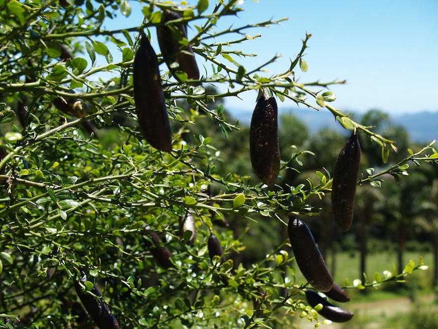 Fresh finger limes hanging on a tree