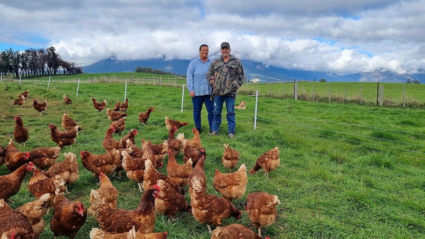 About 30 rusty red coloured chooks peck the grass in front of farming couple Phil and Angie Glover on their Tasmanian farm