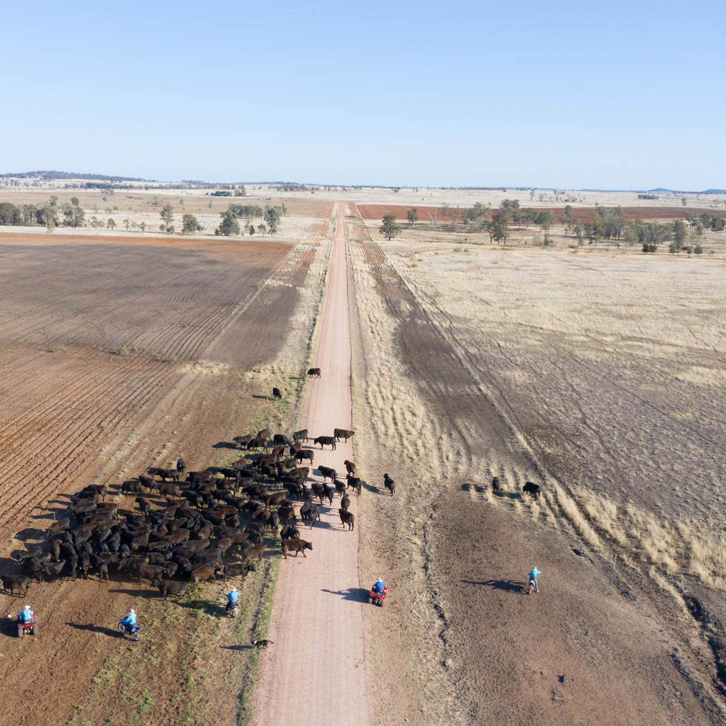 Drone shot of people mustering cattle along a laneway