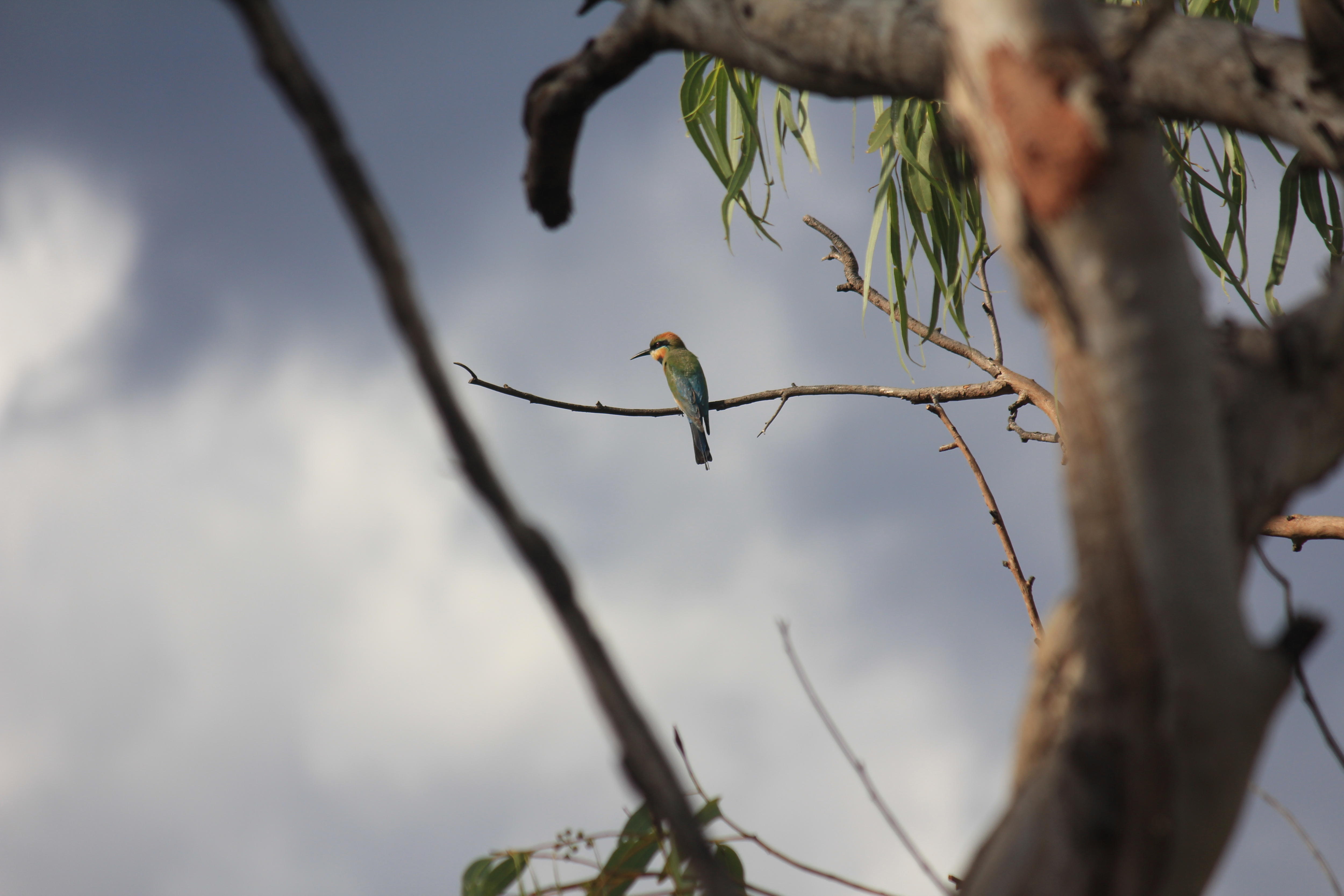 A multi-coloured bird with a thin beak sits on a gum tree branch high in the sky.
