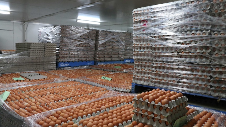 Dozens of large crates of eggs stacked up on top of each other at an egg processing plant in Sydney.