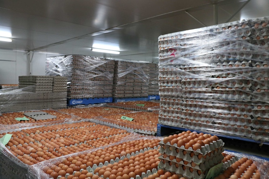 Dozens of large crates of eggs stacked up on top of each other at an egg processing plant in Sydney.