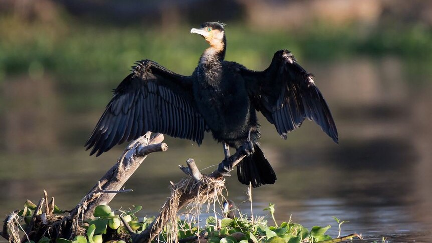 Great cormorant spreads it wings.