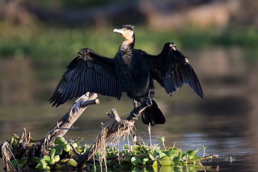 Great cormorant spreads it wings.