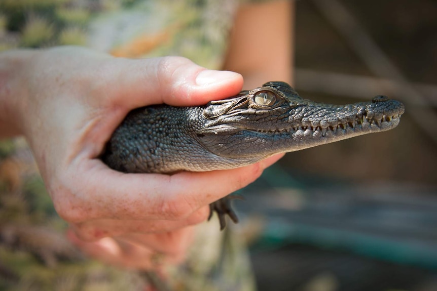 A woman's hand holds a small saltwater crocodile during a health check at a wildlife park.