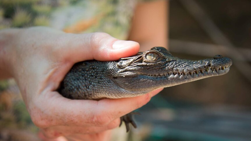A woman's hand holds a small saltwater crocodile during a health check at a wildlife park.