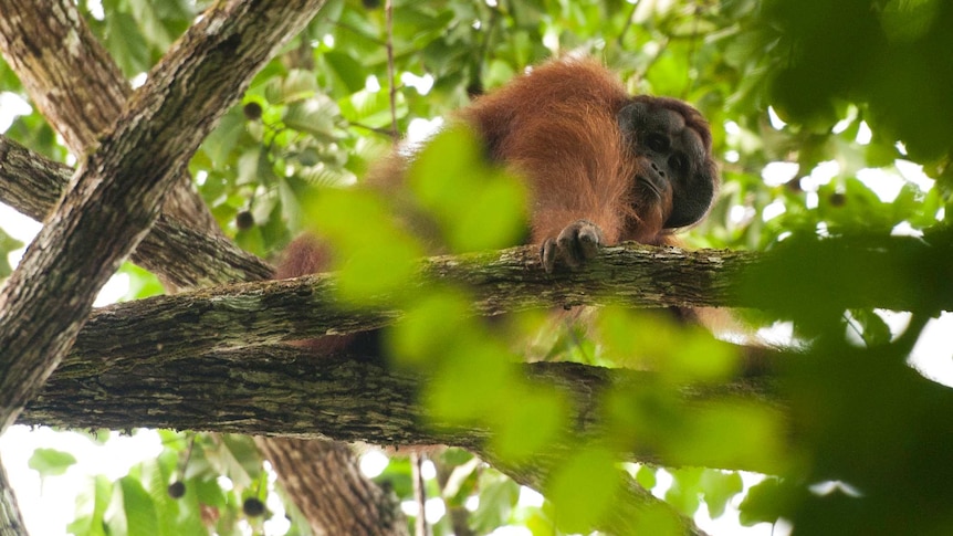 A male orangutan in Borneo