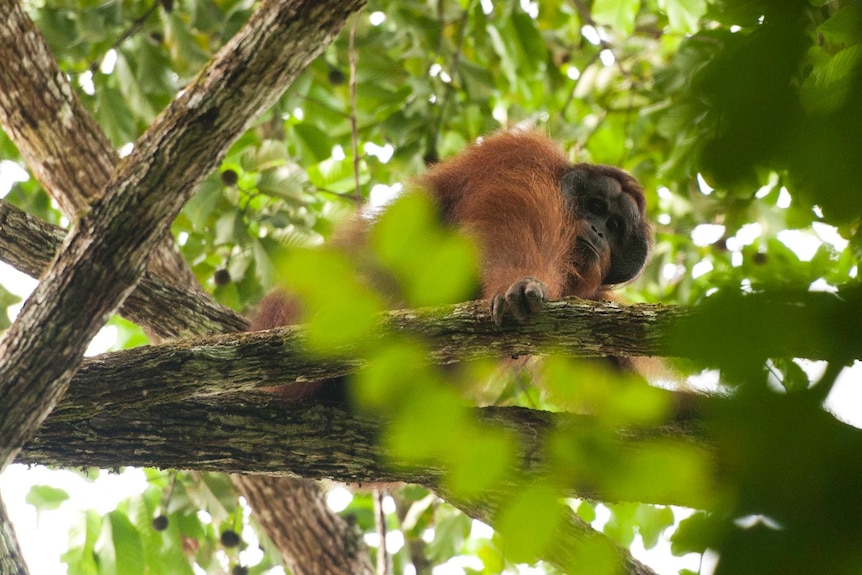 A male orangutan in Borneo