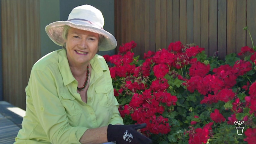 Lady in hat with gardening gloves kneeling next to geranium bush